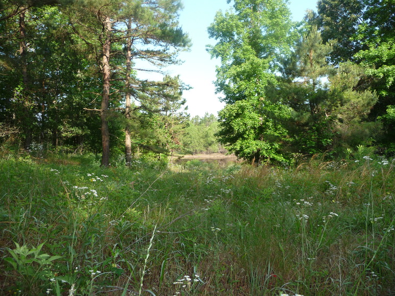 u-pick blueberry farms, Blueberry Ridge Farm Bed and Breakfast Mineola ...