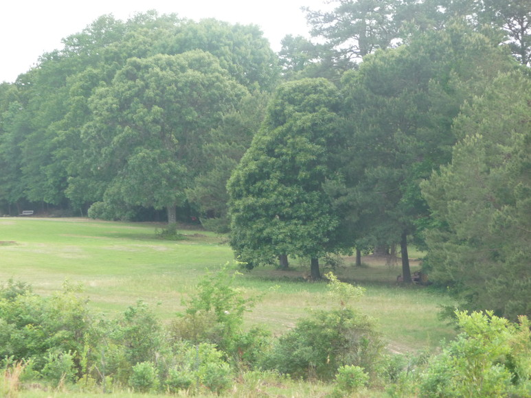 u-pick blueberry farms, Blueberry Ridge Farm Bed and Breakfast Mineola ...